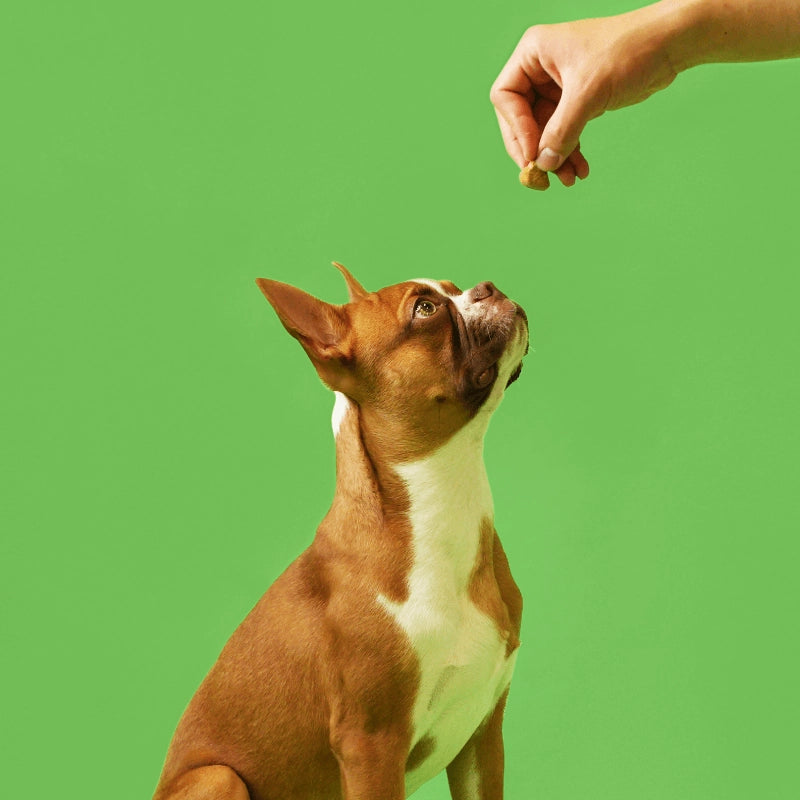 PROBIOTIC - Friandises pour préserver la microbiome intestinal de votre chien
