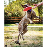 Frisbee en caoutchouc petit