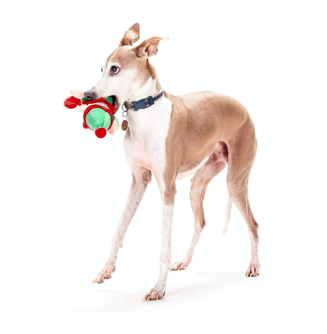 Elfe de Noël pour chien