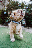 Meaty Bubbles