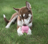 Kong Puppy